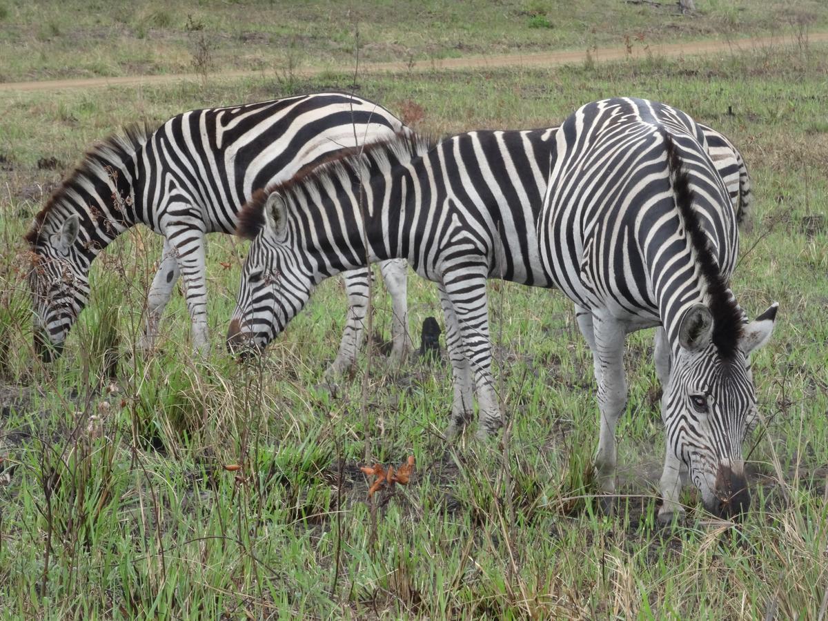 Lodge Afrique Saint Lucia Estuary Exterior foto